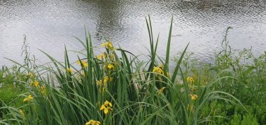 İris psödacorus çeşnili yeşil çimenli sarı bayrak.