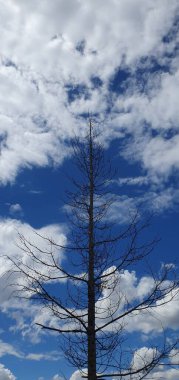 Mavi gökyüzü ve kurumuş ağaç dalları