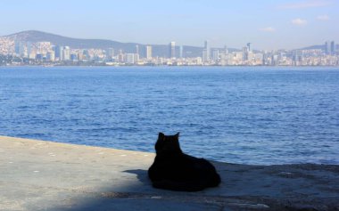 Kara kedi Büyükada adasını izliyor.
