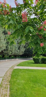 Kırmızı At-kestanesi (Eesculus x carnea)