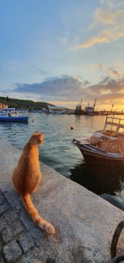 Ayvalik 'te gün batımı ve kedi