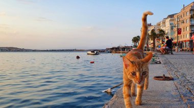 Ayvalik 'te gün batımı ve kedi