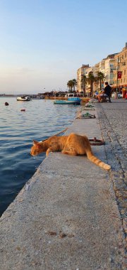 Ayvalik 'te gün batımı ve kedi