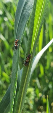 Çimlerin üzerinde iki siyah karınca