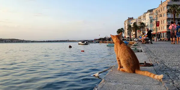 Ayvalik 'te gün batımı ve kedi
