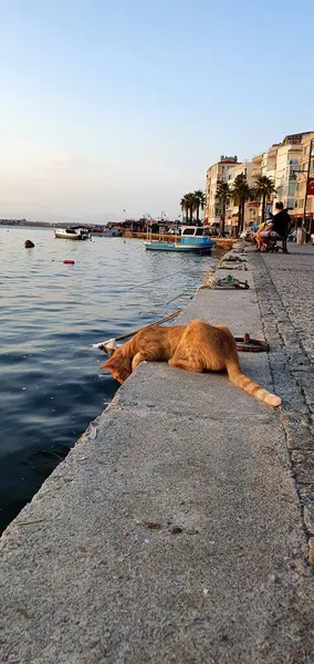 Ayvalik 'te gün batımı ve kedi