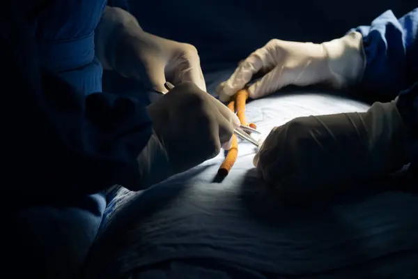 Cerrahlardan oluşan bir ekip damar stentlerini birbirine dikiyor.