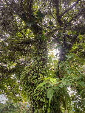Farklı boyutlarda yeşil yapraklarla dolu ağaç dallarının yakın görüntüsü. Sandık çoğunlukla kalın yapraklar tarafından gizleniyor.