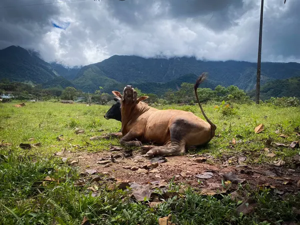 Kahverengi bir inek arka planda dağlar olan çimenli bir tarlada uzanıyor. Bulutlar dağların zirvelerini kaplıyor, sakin ve doğal bir manzara yaratıyor..