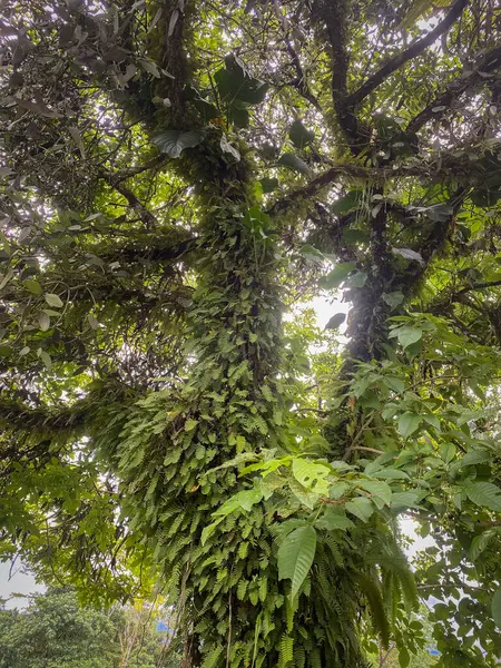 Farklı boyutlarda yeşil yapraklarla dolu ağaç dallarının yakın görüntüsü. Sandık çoğunlukla kalın yapraklar tarafından gizleniyor.