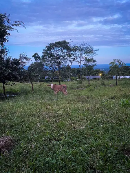 Bir buzağı kırsal bir çayırda bağlıdır. Alan açık ve doğa ile çevrili.