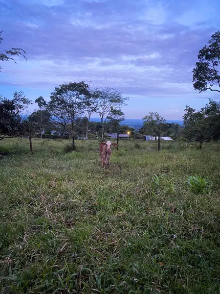Bir buzağı kırsal bir çayırda bağlıdır. Alan açık ve doğa ile çevrili..