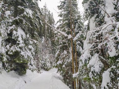 Karpat Dağları 'ndaki Ukrayna manzarası