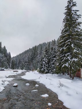 Karpat Dağları 'ndaki Ukrayna manzarası