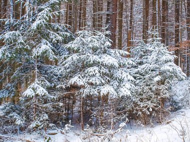 Karpat Dağları 'ndaki Ukrayna manzarası