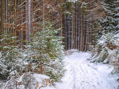 Karpat Dağları 'ndaki Ukrayna manzarası