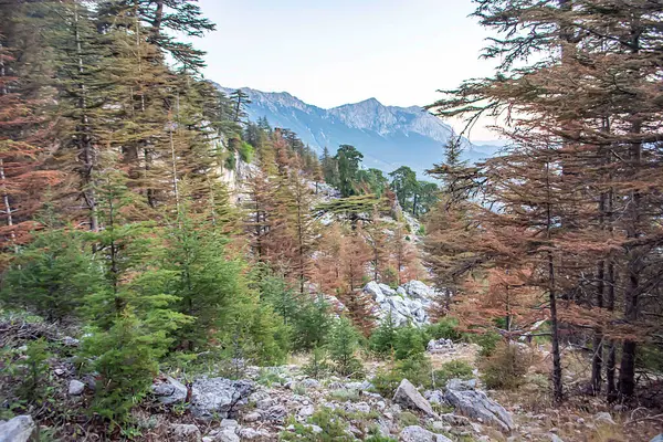 Türkiye 'de kamp tarzında fotoğraflar