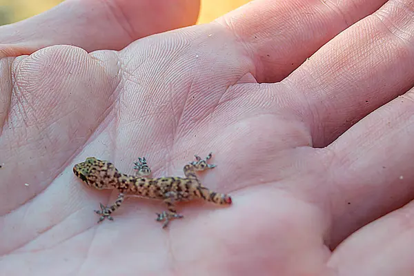 Türkiye 'de kamp tarzında fotoğraflar