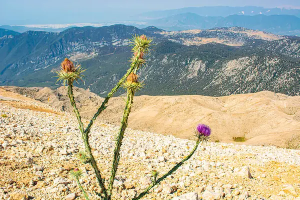 Türkiye 'de kamp tarzında fotoğraflar