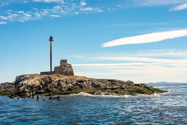 Kaliforniya Körfezi 'ndeki bir adada foklar.
