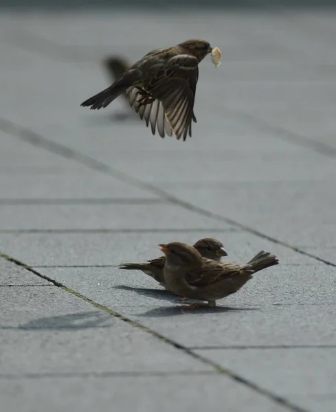 stock image a couple of house sparrows (Passer domesticus) fight over a piece of bread