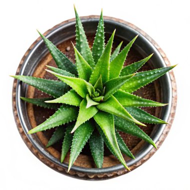 aloe vera bitkisi beyaz arkaplanda izole