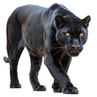Beyaz arkaplanda izole edilmiş büyük bir leoparın 3 boyutlu canlandırması