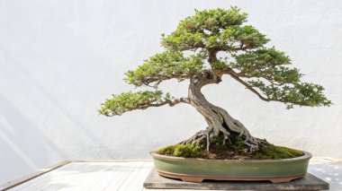 Beyaz ahşap masada bonsai ağacı