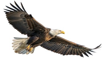 Kel kartal (haliaeetus cococophalus) )