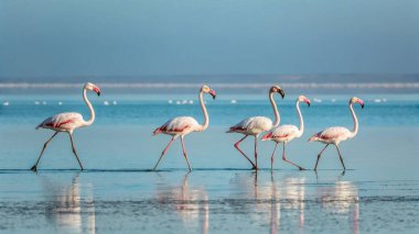 Sahilde bir grup flamingo.