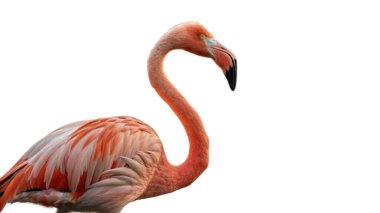 Güzel kırmızı flamingo beyaz arkaplanda izole edilmiş..