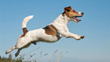 Köpek saydam arkaplan izole