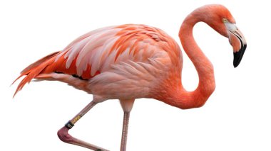 Beyaz arka plan üzerinde izole pembe flamingo kuşu