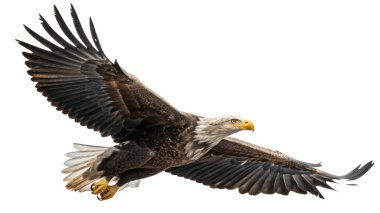 Kel kartal (haliaeetus leucocephalus) beyaz arka planda izole edilmiştir.