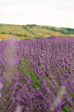Lavanta tarlası, çiçek, doğa, sükunet, yaz