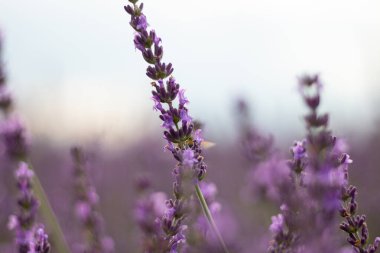 Lavanta tarlası yazın Provence, Fransa 'da.