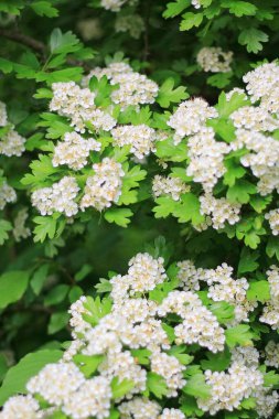 Beyaz bir çiçeğin dikey odak noktası.