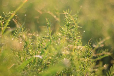 Bahçede yeşil yapraklar