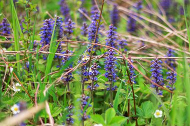 Lush greenery with wild blue flowers in a forest scenic view of a vibrant green meadow covered in blue wildflowers, creating a mesmerizing contrast with the surrounding foliage. clipart