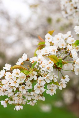 Japonya 'da kiraz çiçeği