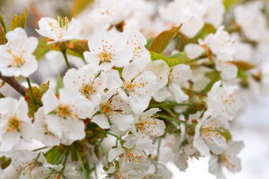 Bahar kiraz çiçekleri, beyaz çiçekler. kiraz çiçeği.