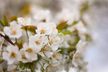 Beyaz çiçekli bahar arkaplanı. Seçici odaklanma. doğa arkaplanı.