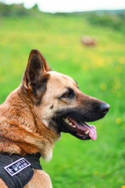 Alman çoban köpeği yürüyüşü, köpek eğitimi
