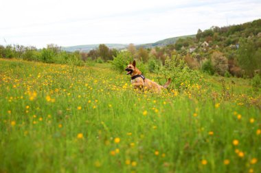 Alman çoban köpeği yürüyüşü, köpek eğitimi