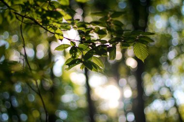 ormandaki bir ağaç üzerinde yeşil yaprakları