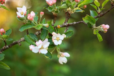 İlkbaharda elma ağacının güzel çiçekleri. bahar arkaplanı