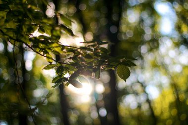 Bahçede güzel yeşil yapraklar