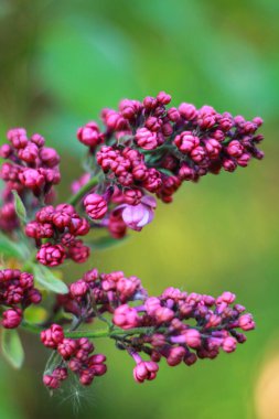 Bahçedeki güzel çiçekler