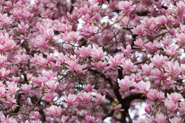Canlı pembe manolya çiçekleri iç içe geçen dallarda çiçek açarak büyüleyici bir doğal desen oluşturur.