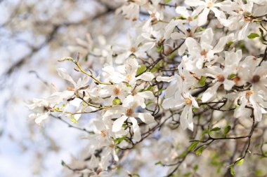 Ilık bahar güneşiyle aydınlatılan bir ağaç dalında çiçek açan beyaz manolya çiçeklerine yakın çekim. Yumuşak odaklı arka plan rüya gibi bir atmosfer yaratıyor, doğanın güzelliğini tam çiçeklenme haliyle vurguluyor..